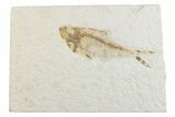 Bargain, Fossil Fish (Diplomystus) - Wyoming #369480-1